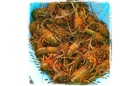 漁師直送　新鮮！朝獲れ活伊勢海老1kg【出荷：10月上旬～12月中旬】 伊勢エビ 冷蔵