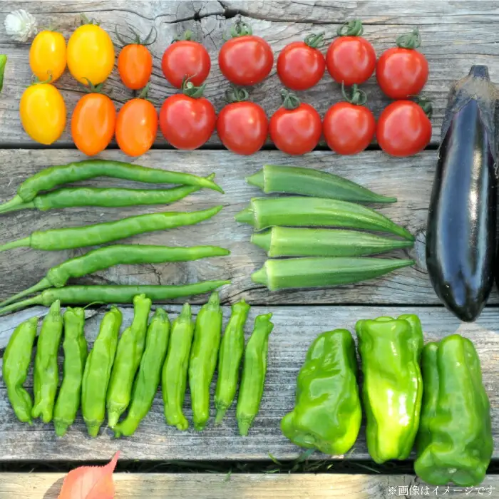 《令和8年分》数量限定！季節のお野菜詰め合わせ 夏(配送時期：7月～8月)【01017】