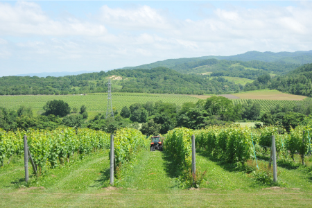 三國シェフ推奨！山崎ワイン（白1本・750ml）【02003】