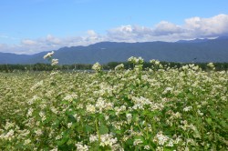 【信州そば発祥の地　伊那】木曽屋　信州名産そばセット｜木曽屋 信州そば 名産そばセット 伊那そば 信州名産 信州そば発祥の地 長野県 信州 伊那【012-03】