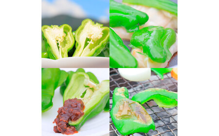 高知県産 植田ファームのこだわりピーマン 1kg ピーマン 甘い 新鮮野菜 サラダ 野菜 おかず 詰め合わせ 絶品 お取り寄せ 美味しい 料理 おうちごはん 新鮮【株式会社　植田ファーム】 [BQAT001]