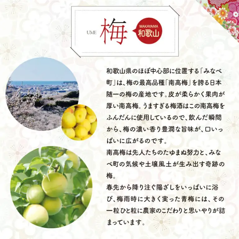 梅酒 6本 セット ( 600ml x6)  まさひろ酒造 まさひろ 