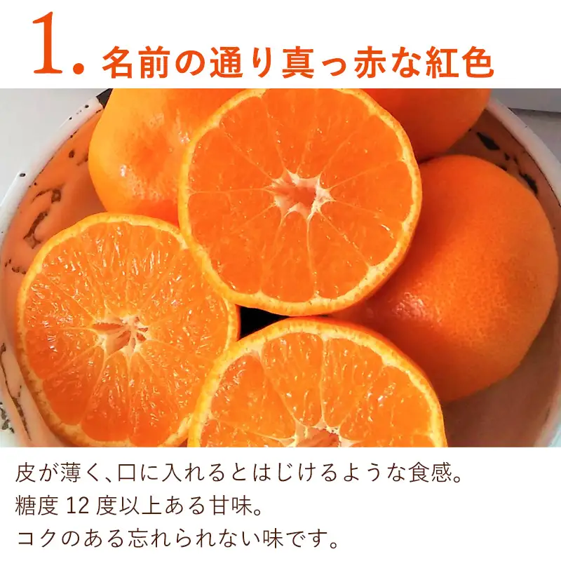 『先行予約』【令和8年11月発送】山下紅みかん(ハウス栽培)唐津産 5kg ミカン 蜜柑 果物 フルーツ