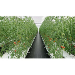 高糖度フルーツトマト糖度8以上