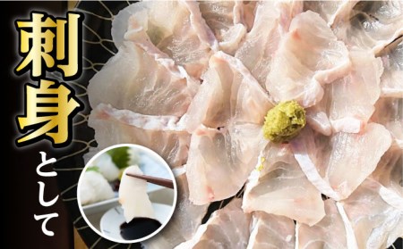 【1週間以内発送】対馬産 幻の高級魚 クエ 2kg [WAA003] くえ  スピード発送 最速発送 最短発送