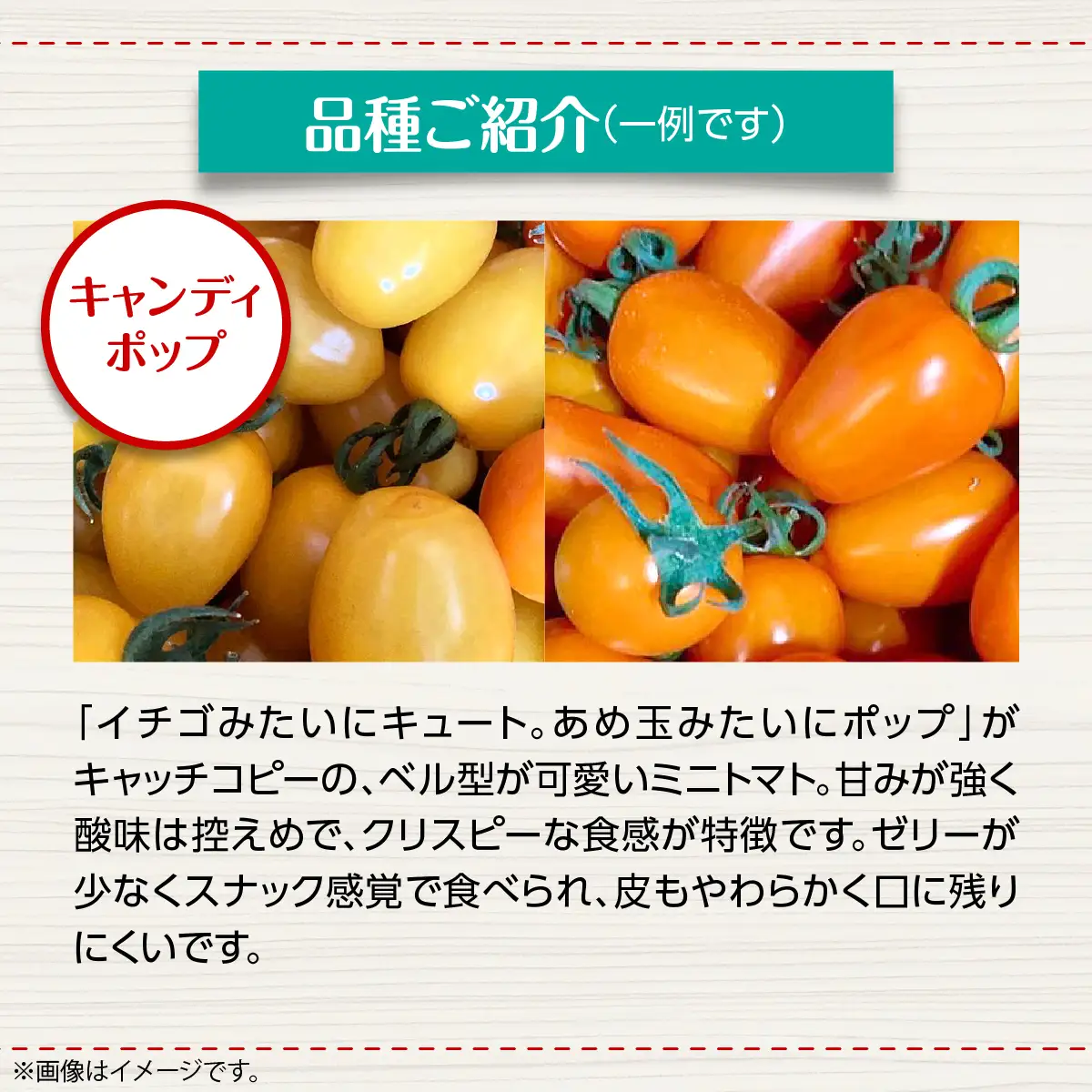 ＜2026年7月上旬よりお届け＞【農園直送】北海道壮瞥産　彩りミニトマト約2.7kg SBTO004