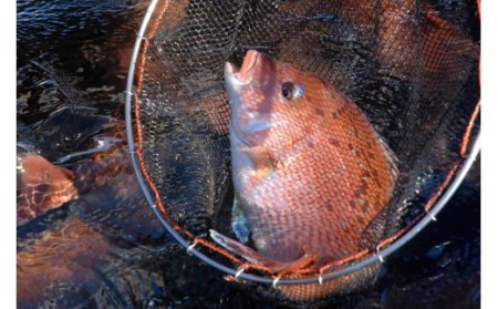 【鯛】寶鯛の詰め合わせ 3種 6個セット 冷蔵 大下水産 真鯛