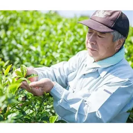 海田の雫3本セット_飲料・ドリンク 茶葉・ティーバッグ 茶 _【1128636】