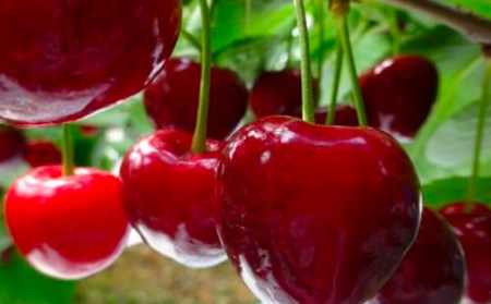 先行予約 さくらんぼ 紅秀峰 1kg 秀 Lサイズ以上 令和8年産 kb-bskzx1000