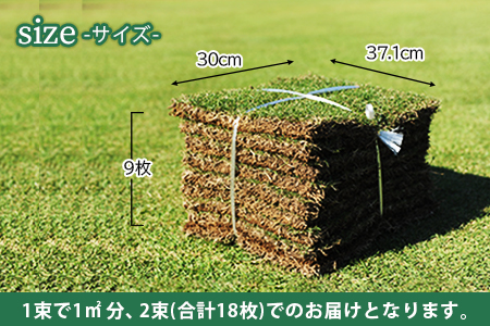 ＜高麗芝 2平方メートル＞2か月以内に順次出荷【c736_hg_x2】