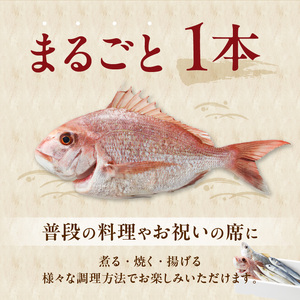 大和海商の朝どれ鮮魚直送便　 2.5㎏ N072-YA5533