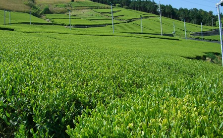 静岡の深むし茶 100g×3袋 お茶 緑茶 深蒸し茶