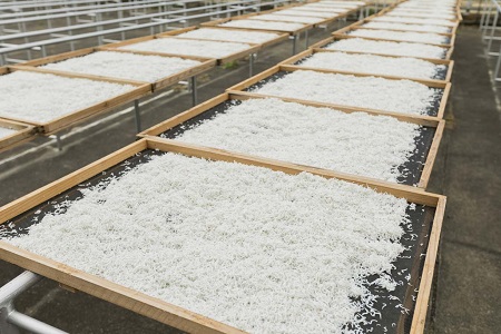 茹でたて釜揚げしらす　1kg(250g×4パック)【冷凍】/しらす 無添加　無着色 シラス 釜揚げ 小分けできる 冷凍 【mar103】