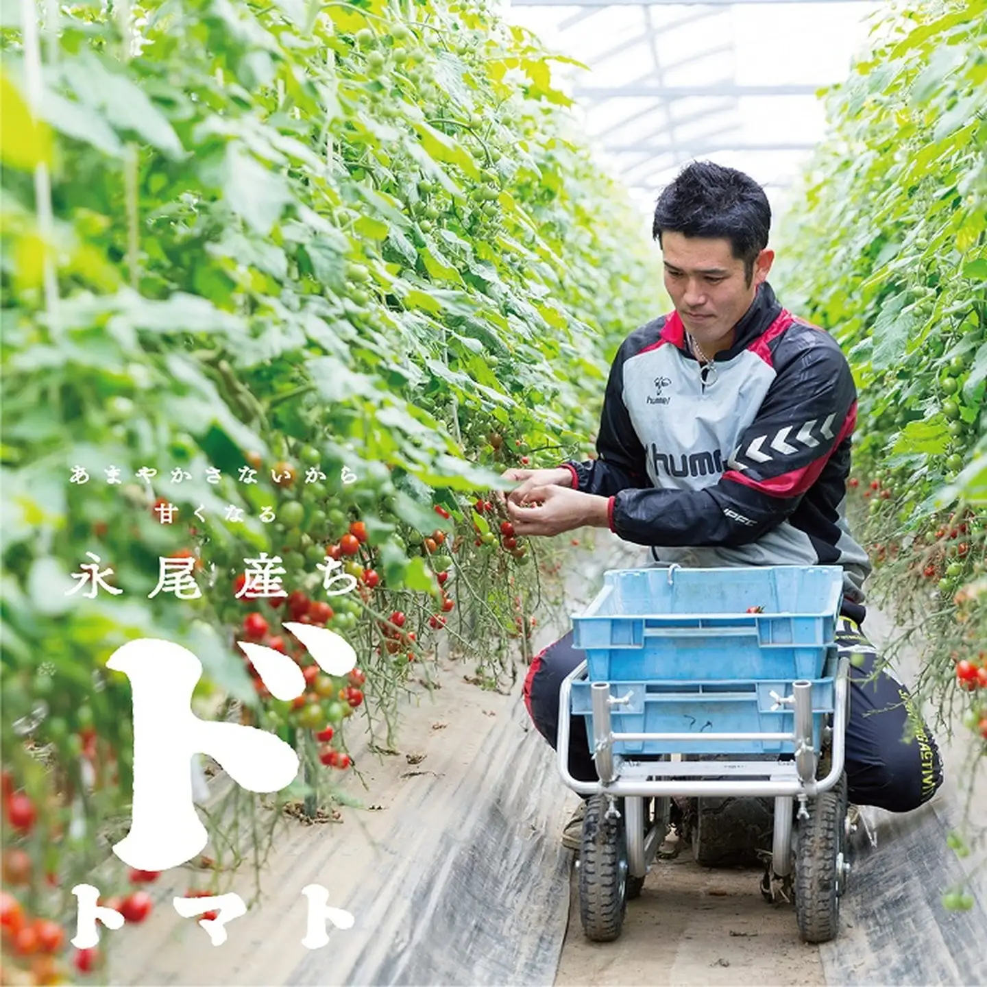 【人気】甘さとコクがド級！ドトマト1号 とまと 野菜：B140-010