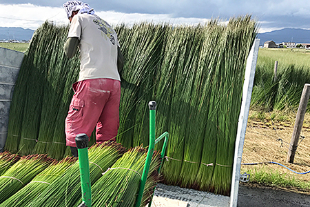 佐賀県産い草置き畳 82cm角1枚セット：B360-003