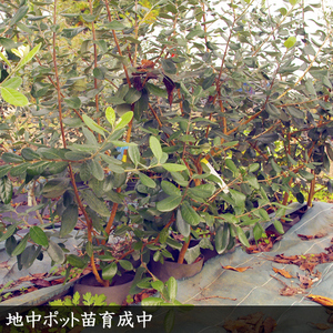大苗 フェイジョア(品種おまかせ) 苗木 ＜すだ農園＞