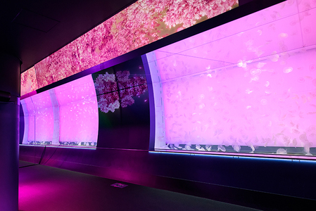 アクアワールド 茨城県 大洗 水族館 年間パスポート 大人1名 チケット _AQ008