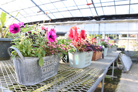 【農場直送！】季節の花　寄せ植え