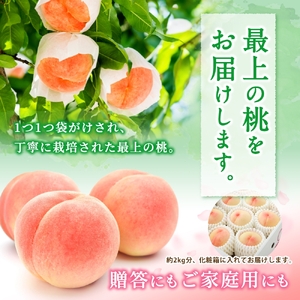 桃 白桃  5～8玉入り 【秀品】【S96009-mtgn053A】