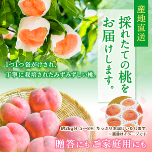 桃 川中島 5～8玉入り 秀品 【S96012-mtgn056A】
