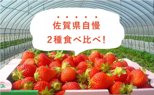 【先行予約】【全3回定期便・1月発送開始】さがほのか・いちごさん 計12P（4P×3回） |イチゴ いちご 苺 フルーツ 果物 佐賀県産 佐賀産 旬| 吉野ヶ里町/リエンサーク [FCC005]