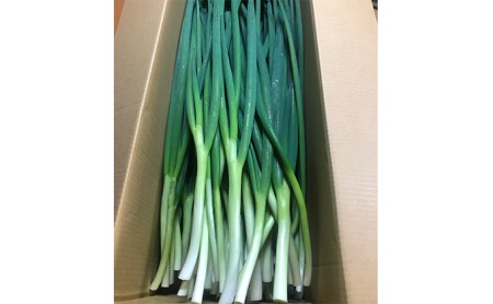 生産農家直送 京野菜・九条ねぎ3kg〈ねぎ ネギ 葱 九条ねぎ 京野菜 京都 新鮮 甘い 農家直送 野菜〉 