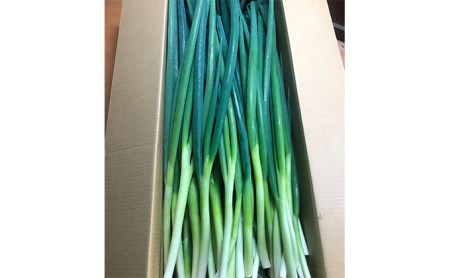 生産農家直送 京野菜・九条ねぎ5kg〈ねぎ ネギ 葱 九条ねぎ 京野菜 京都 新鮮 甘い 農家直送 野菜〉 