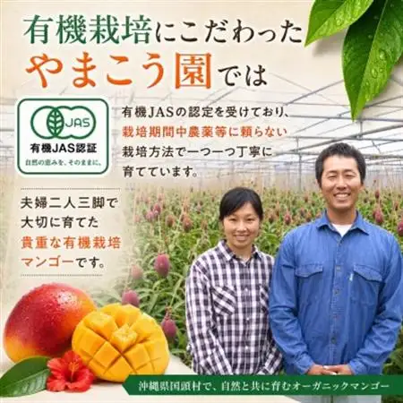 【2026年7月上旬から順次発送・有機JAS認証】オーガニックマンゴー2kg(4～5玉)【配送不可地域：離島】【1589198】