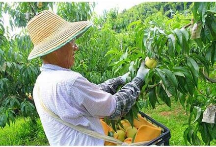【糖度12％！！】契約農家自慢の清水白桃　(約4kg)【2026年7月中旬～8月上旬発送予定】【A147-frks066】