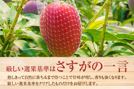＜先行予約＞ 完熟マンゴー 2Lサイズ 3玉 南国宮崎からお届け!! フルーツ 果物 人気 贈答品【C246-26】