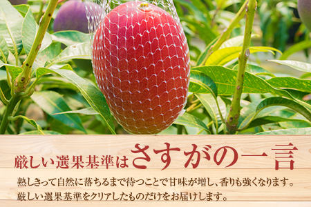 ＜先行予約＞ 完熟マンゴー 3Lサイズ 2玉 南国宮崎からお届け!! フルーツ 果物 人気 贈答品【C247-26】