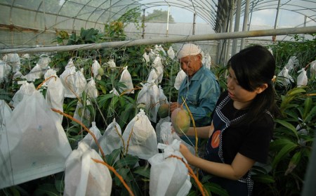 【先行受付】【2026年発送】ミナミマンゴーハウスのアップルマンゴー 家庭用 約1kg（2～4玉）- 先行予約 沖縄県産 産地直送 南国フルーツ 旬の味覚 ご自宅用 オススメ 沖縄県 八重瀬町