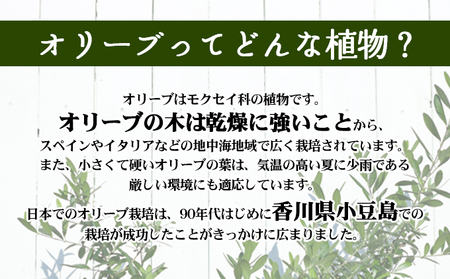 【 小豆島 】小豆島のオリーブ苗木　2本セット　（特大） 地域のお礼の品 