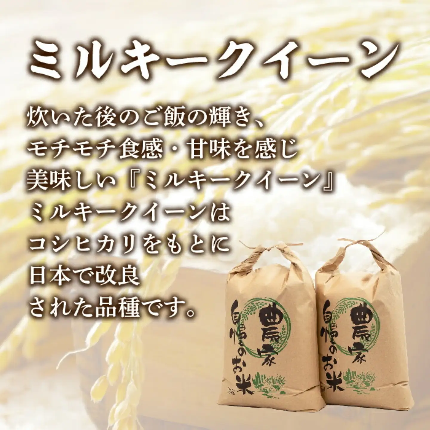 ミルキークイーン10kg（5kg×2袋）＜都留市産＞【令和7年産】お米　米　コメ ミルキークイーン　新米 