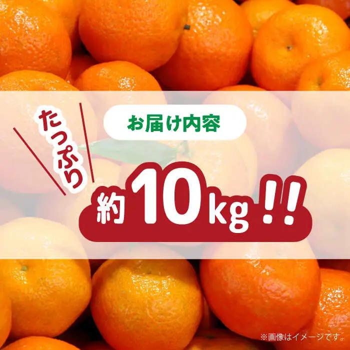 【2026年11月下旬-発送】温州みかん 約10kg [SCV012] みかん