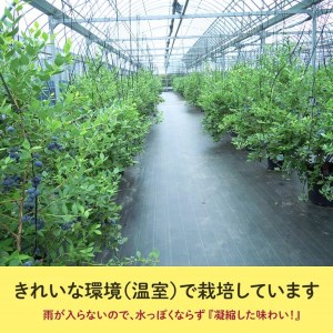 定期便 大粒生ブルーベリー 3ヶ月 人気の返礼品 大粒 400g (100g×4) ×3回 完熟 採れたて 旬のフルーツ 国産 愛知県 美浜町 先行予約 ※2026年5月より発送
