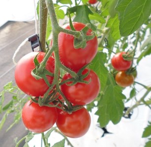 6-182 フルーツトマト「トマ糖＊太陽のめぐみ」フルティカ２kg ALPBI004 | トマト 高糖度 トマト フルーツトマト おすすめ トマト 産地直送 新鮮 フレッシュ 高栄養素 南アルプス市 山梨 |