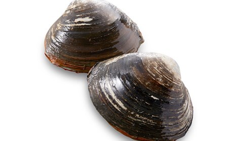  [船上]剥きほっき（刺身用）500g（10玉前後）×1袋 ほっき ほっき貝 ホッキ ホッキ貝 北寄 北寄貝 F4F-1540