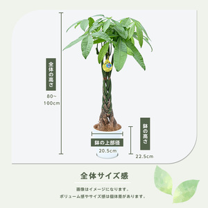 2026年3月上旬～発送【観葉植物】パキラ80cm～100cm(鎌ヶ迫園芸場/IB086-004) 南国鹿児島県で育った 観葉植物！植物 鉢付 インテリア 室内 オフィス おしゃれ プレゼント ギフト 開店祝い 移転祝い マイナスイオン 観葉植物 ※北海道・沖縄・離島配送不可