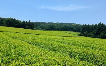  お茶 緑茶 ペットボトル 500ml 24本 大分県産 ／ 法政大学オリジナル緑茶「ほうせい茶」（杵築産茶葉使用）＜142-001＞