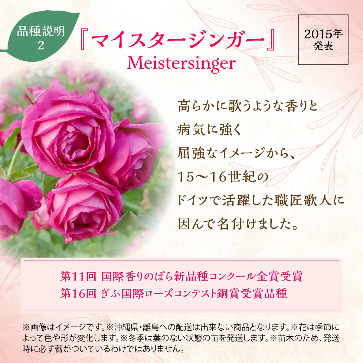 【Apple Roses】バラ苗『マイスタージンガー』大苗6号ポット植え 花 薔薇 ばら お花 HNNH001