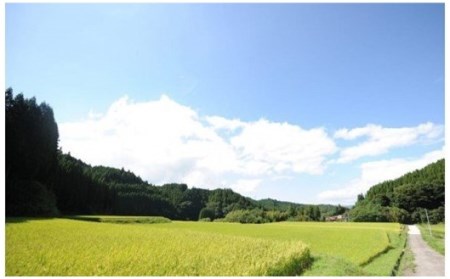 【予約受付】令和8年産・新米 のんびり米 6kg 令和8年産 南小国産 新米 米 白米 玄米 玄米対応可能 3kg 2袋 ご飯 ごはん お米 無農薬 農薬不使用 産地直送 河津農林 熊本 阿蘇 南小国町 送料無料