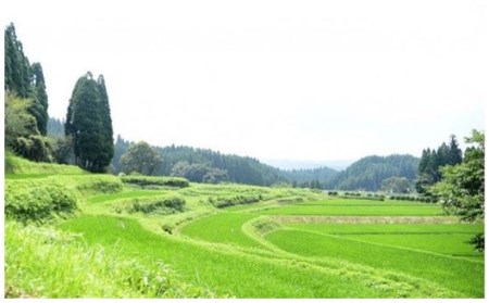 【予約受付】令和７年産・新米 きよら米 ３kg（真空包装） 南小国産 白米 玄米 食べ比べ あきげしき 米 お米 玄米対応可能 ご飯 ごはん 無農薬 農薬不使用 有機栽培 真空パック 産地直送 あっぷるみんと 熊本 南小国 送料無料