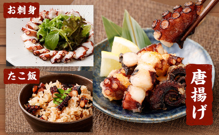 大阪産 泉タコ（生たこ）1.3kg（650g（1杯～3杯）×2袋 魚介類 海鮮 タコ たこ 真蛸 スミ抜き 塩もみ処理 下処理済み 簡単調理 冷凍