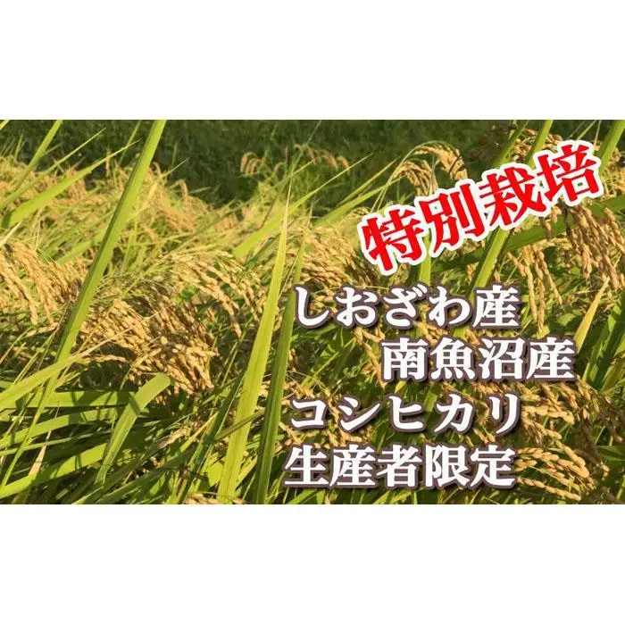 【令和7年産】【定期便：5Kg×3ヶ月】特別栽培 生産者限定  南魚沼しおざわ産コシヒカリ【定期便 銘柄米 ブランド米 精米 こしひかり コシヒカリ 魚沼産 新潟米 産地直送 お米 米 こめ コメ ご飯 御飯 ごはん】