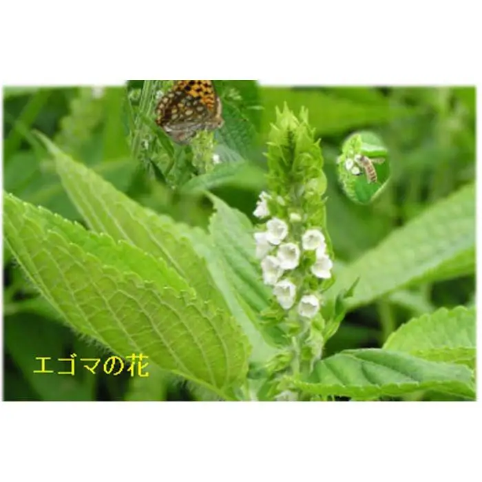 南魚沼市雲洞産エゴマ油100ml２本 粉3 葉茶2 セット