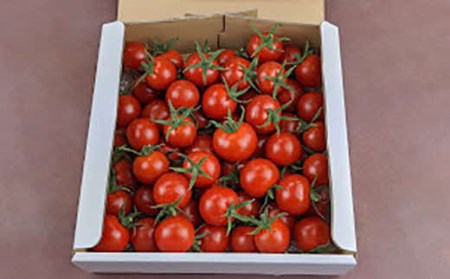 【2026年発送】【中富良野町】寺坂農園ミニトマト　ほれまる　2kg 【BF-005】