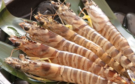 【訳アリ】活き〆急速冷凍車エビ（生食可・約800g）- 海老 車えび 車海老 冷凍 生エビ 国産 養殖 えび天 エビフライ 塩焼き 人気 沖縄県 八重瀬町