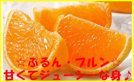 【赤秀ランク】完熟有田みかん 5kg※2026年12月上旬頃～12月下旬頃に順次発送 /  有田 ミカン 蜜柑 プレミアム 秀品 フルーツ 果物 柑橘 和歌山県 由良町【stmr004-ｐ-5】