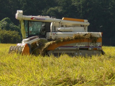【令和7年産】古河市産 特別栽培米コシヒカリ10kg【小久保農園】｜  米 _AS04